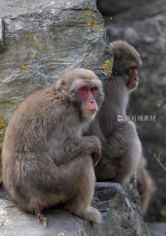 比利时Pairi Daiza动物园的日本猕猴(Macaca fuscata)或雪猴